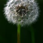 Pusteblume