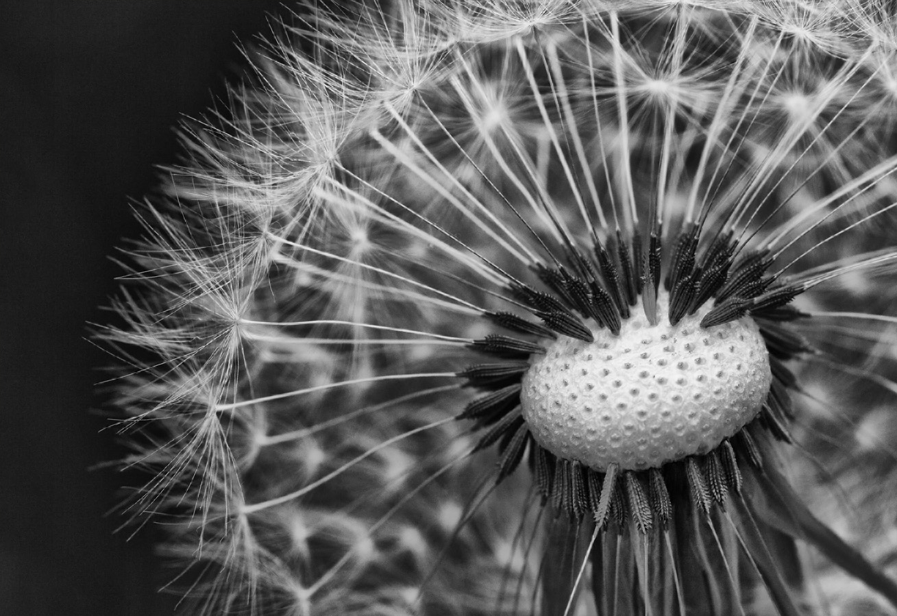 Pusteblume