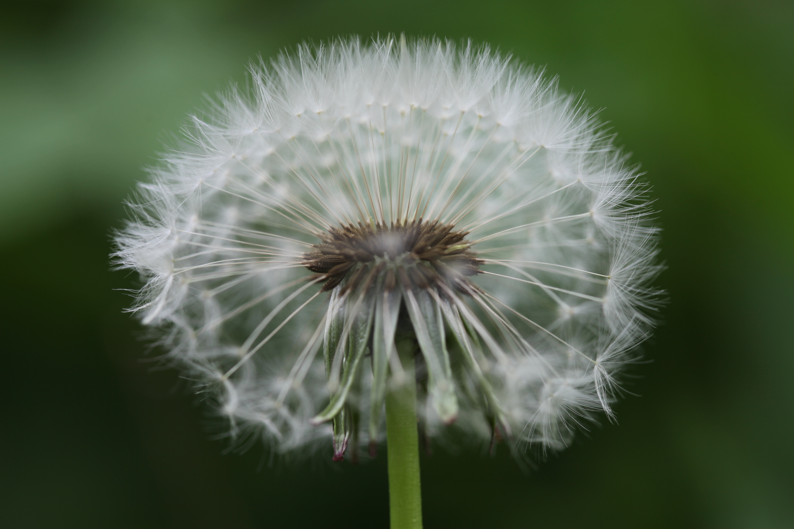 Pusteblume