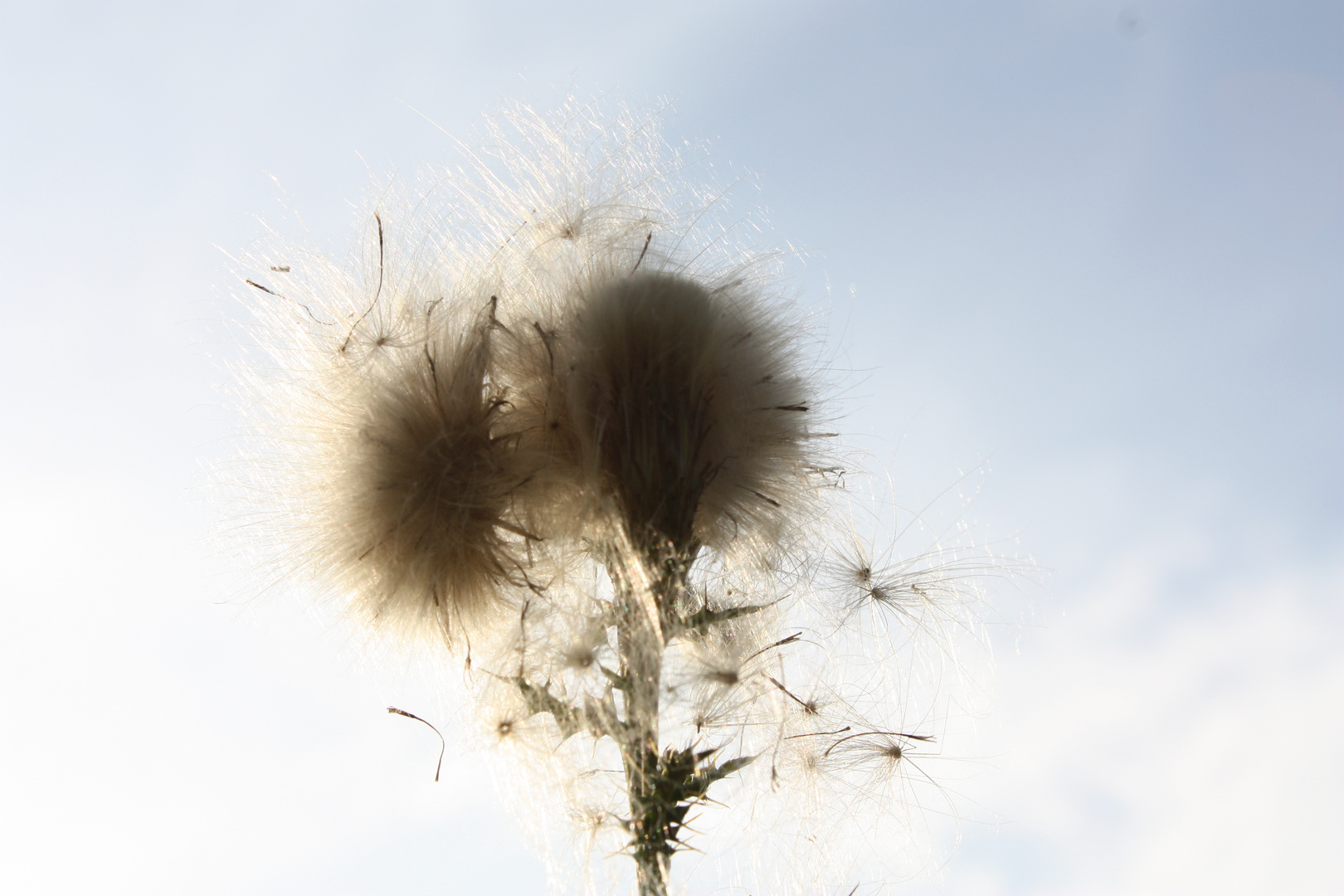 Pusteblume