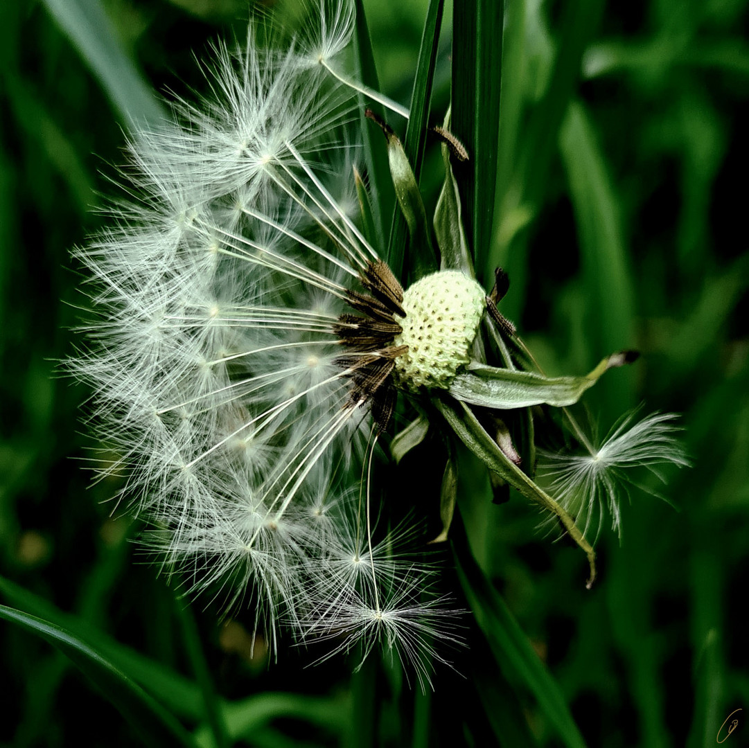 Pusteblume