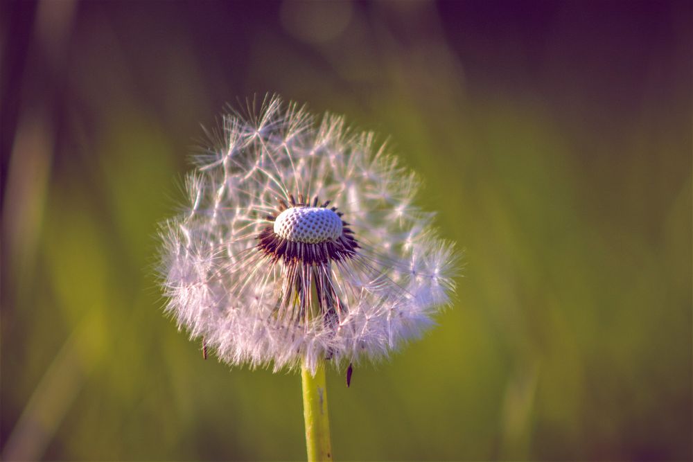 Pusteblume