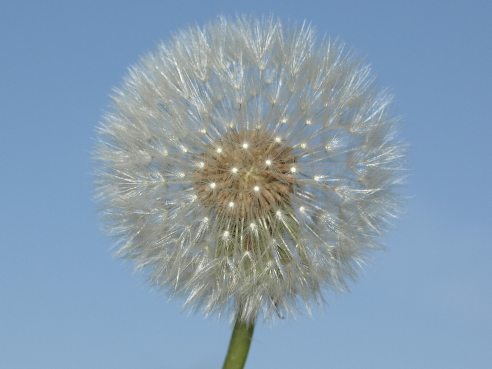 Pusteblume