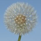 Pusteblume