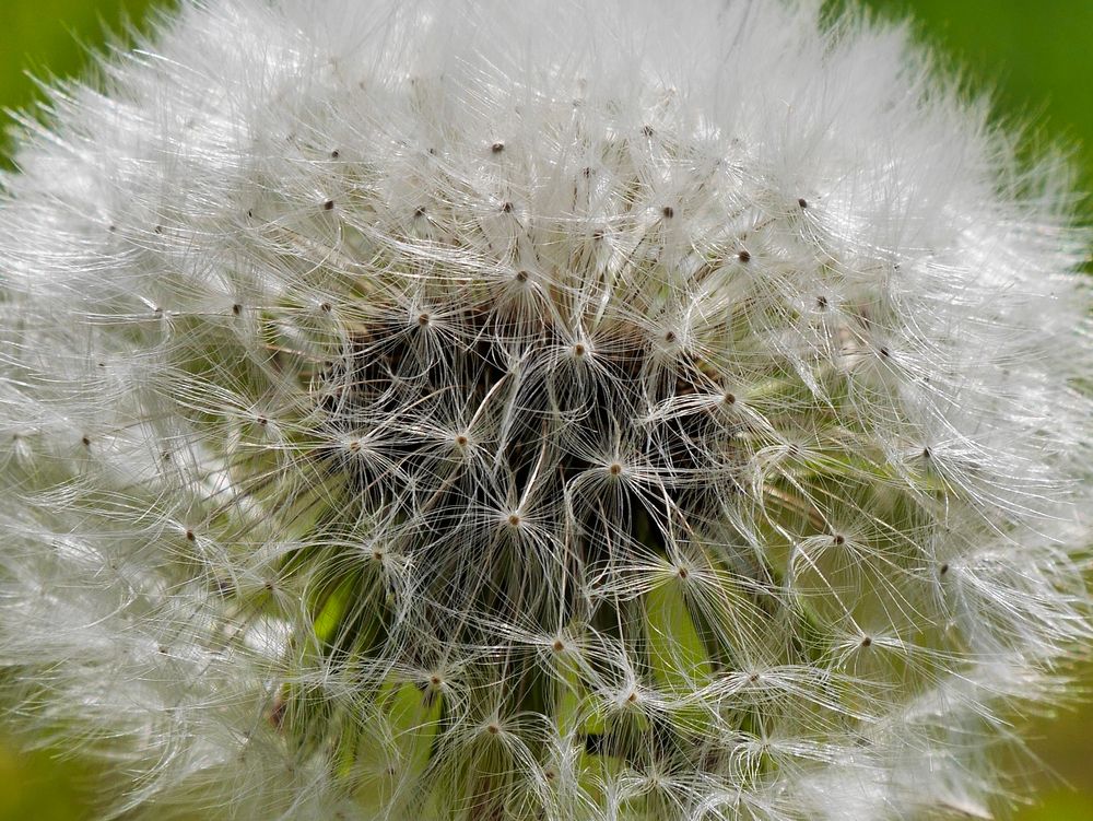 Pusteblume