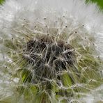 Pusteblume