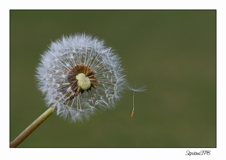 Pusteblume....