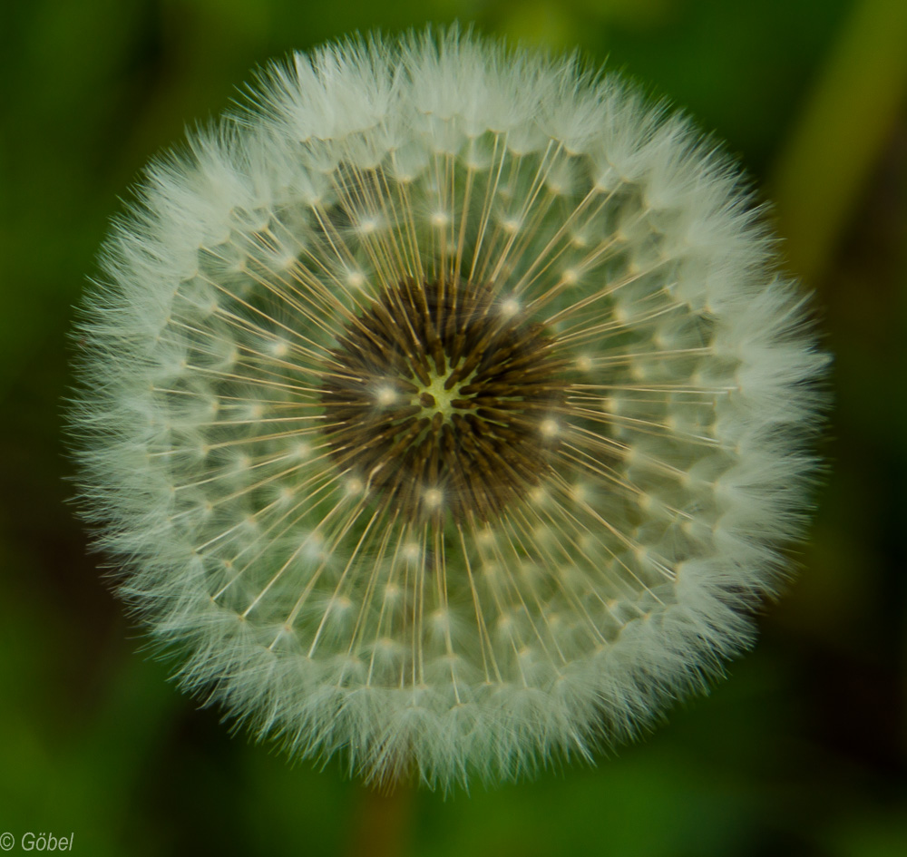 Pusteblume