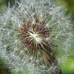 Pusteblume