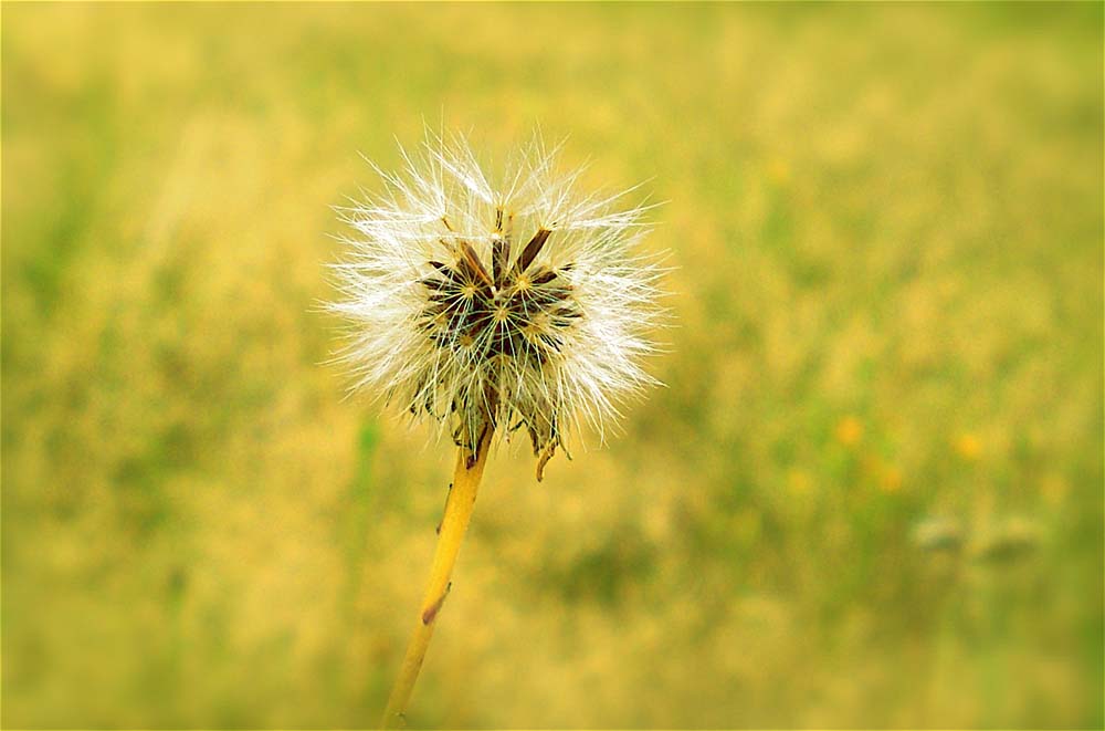 Pusteblume