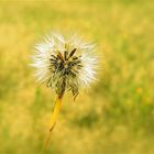 Pusteblume