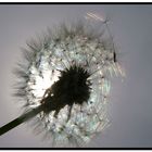 PUSTEBLUME