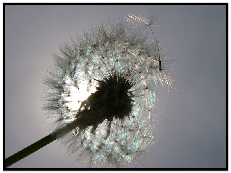 PUSTEBLUME