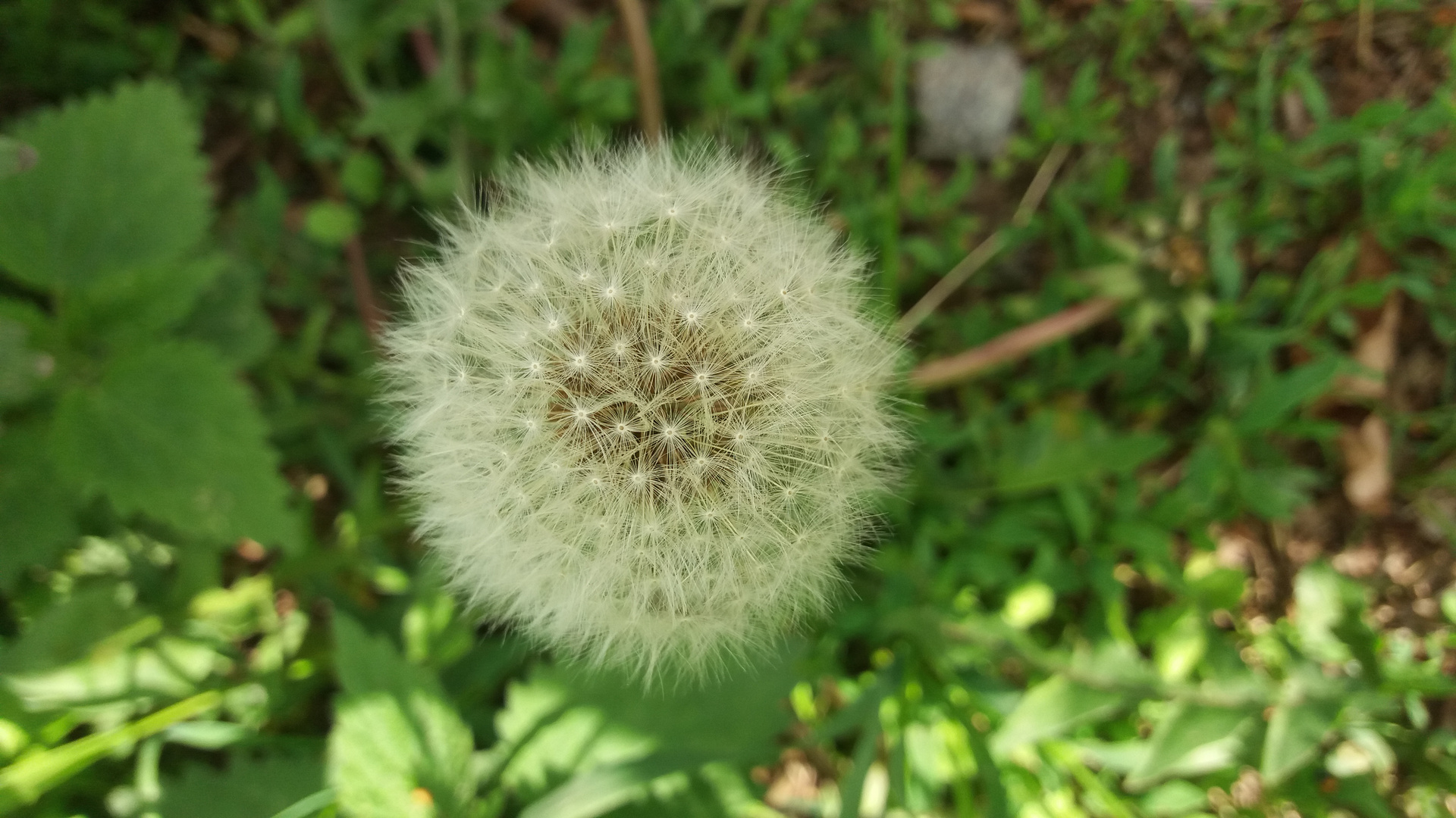 Pusteblume 