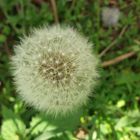 Pusteblume 