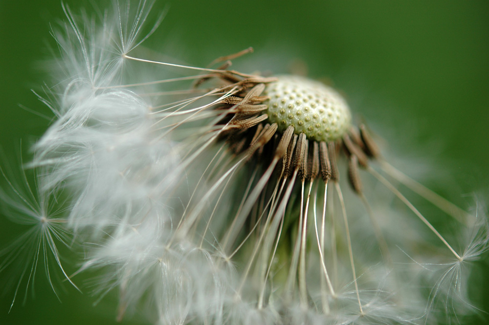 Pusteblume