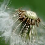 Pusteblume