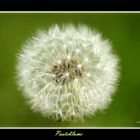 Pusteblume