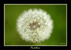 Pusteblume