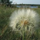 Pusteblume