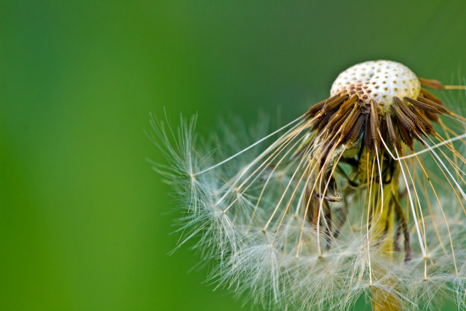 Pusteblume