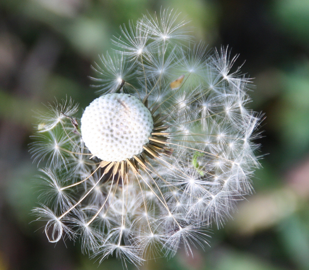 Pusteblume