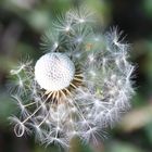 Pusteblume