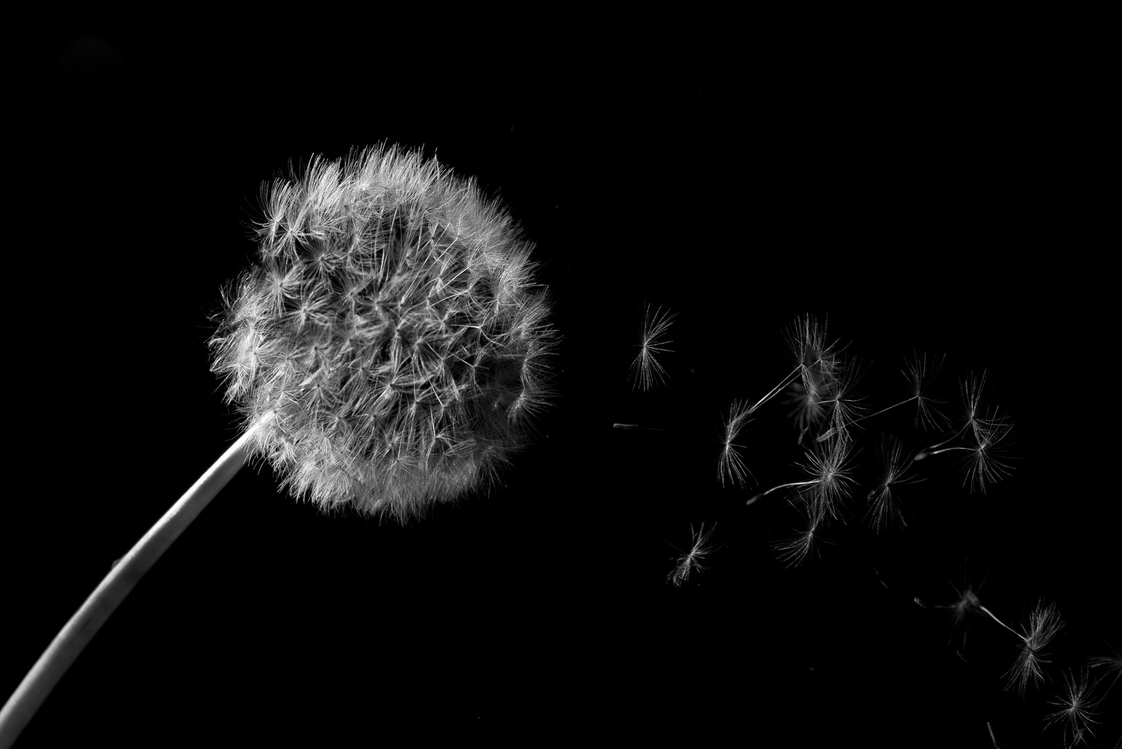 Pusteblume