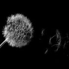 Pusteblume