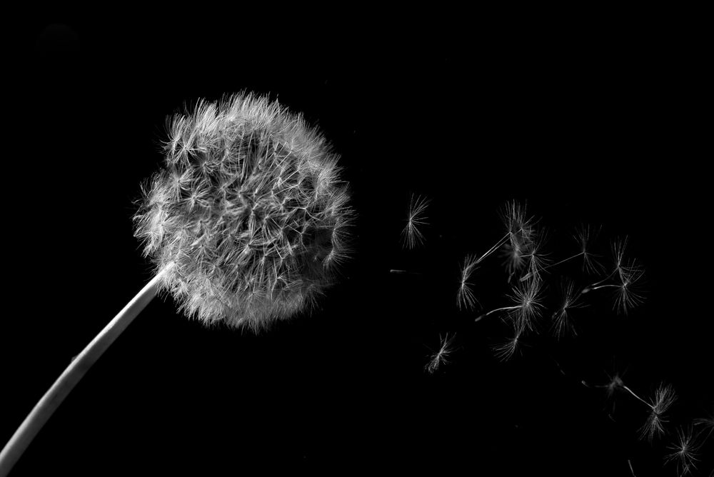 Pusteblume