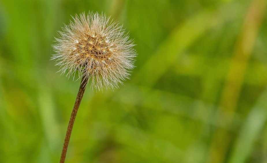 Pusteblume