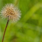 Pusteblume