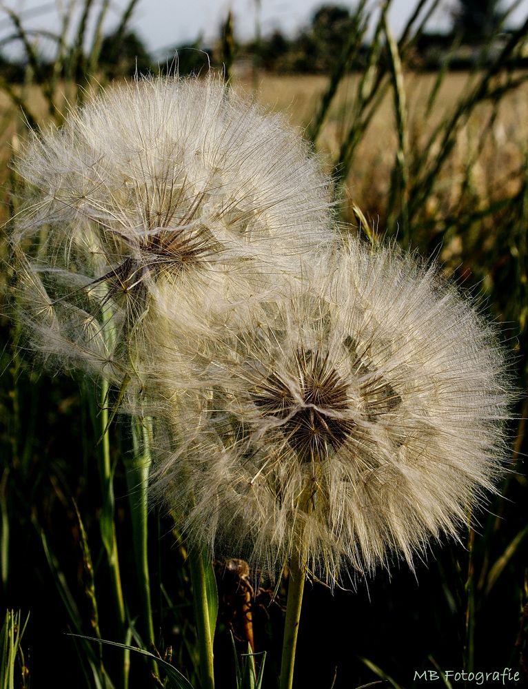 Pusteblume