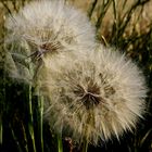 Pusteblume