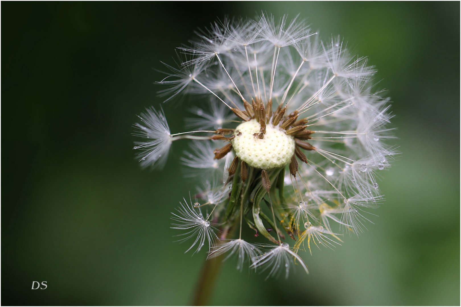 Pusteblume