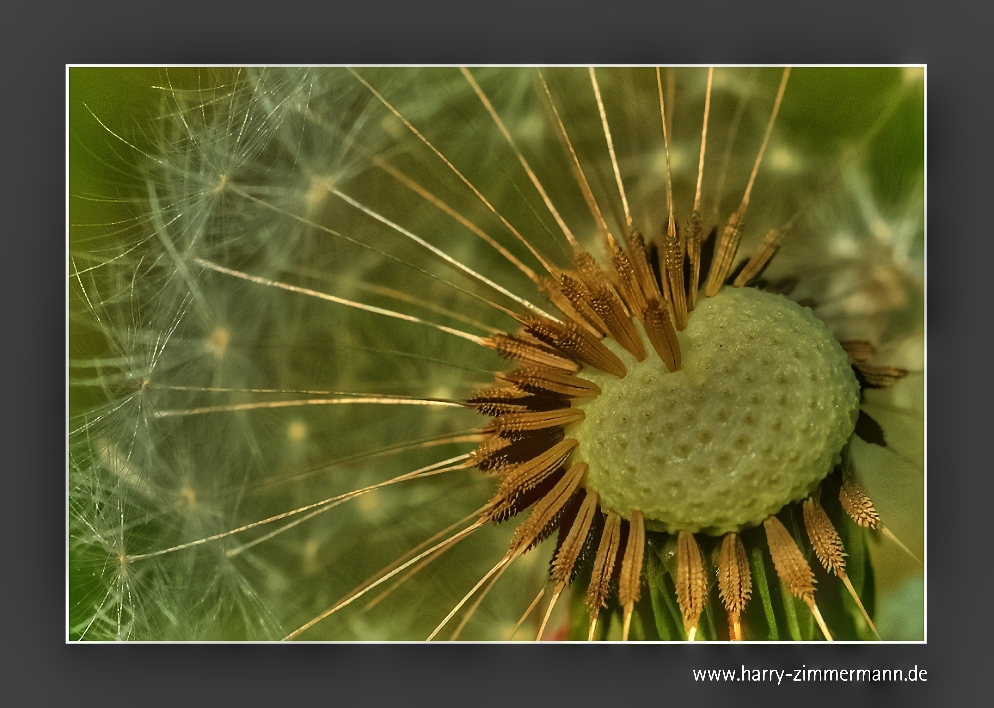 Pusteblume bearbeitet