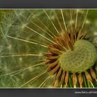 Pusteblume bearbeitet