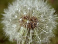 Pusteblume