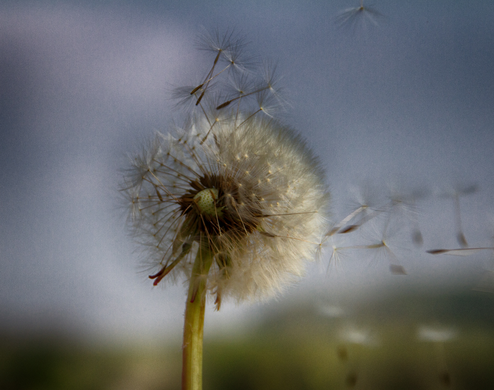 Pusteblume bei Dietrichingen I