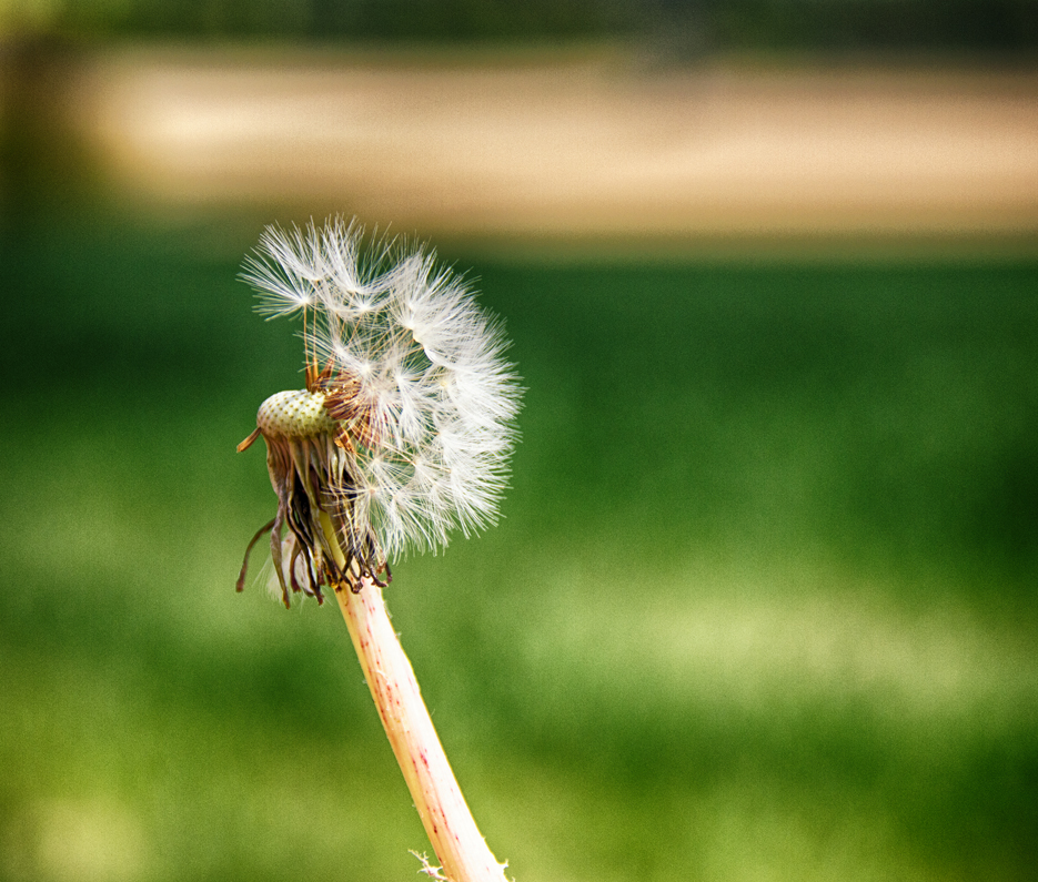 Pusteblume bei Dietrichingen II