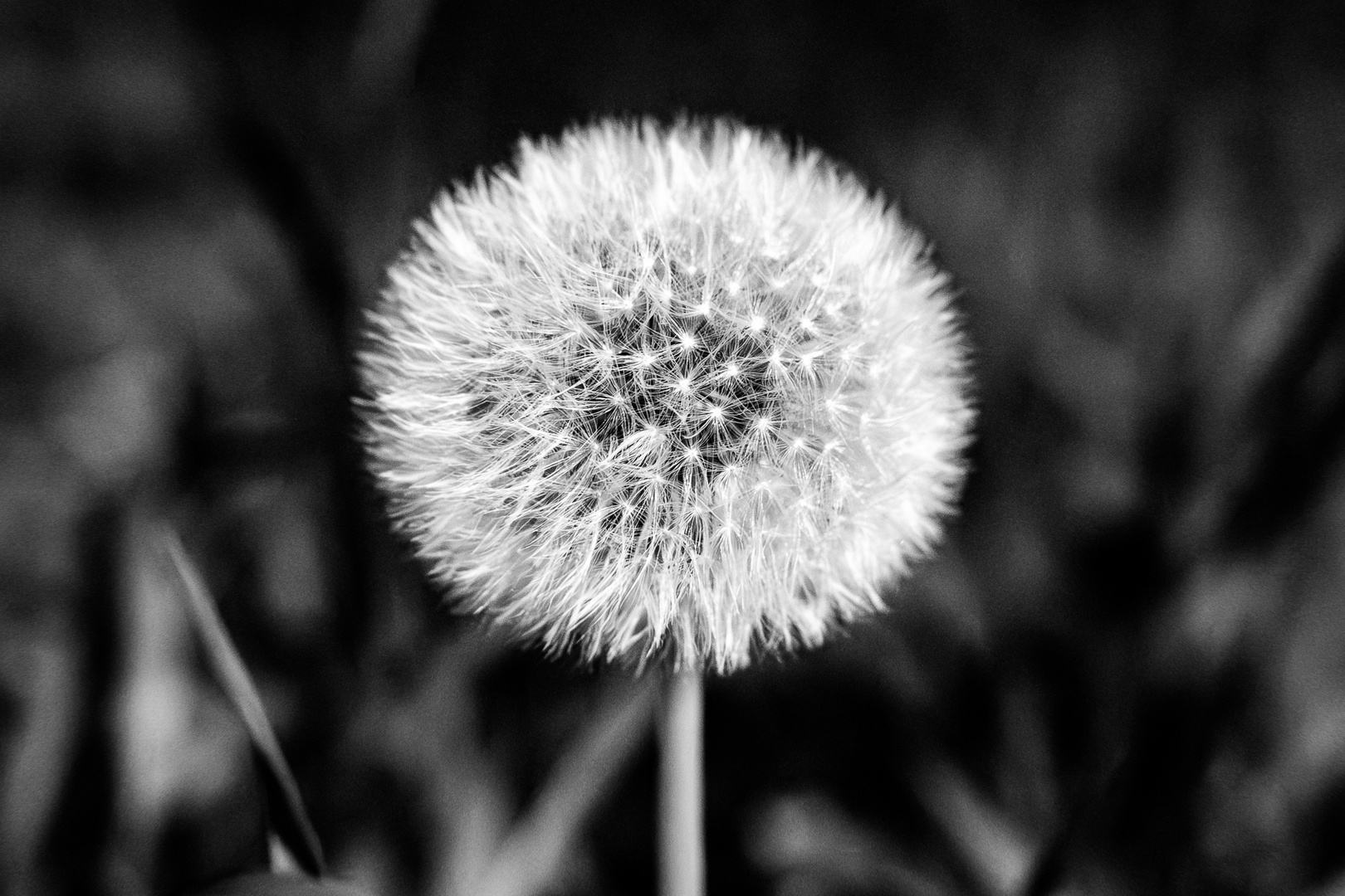 Pusteblume bei Nacht