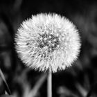 Pusteblume bei Nacht