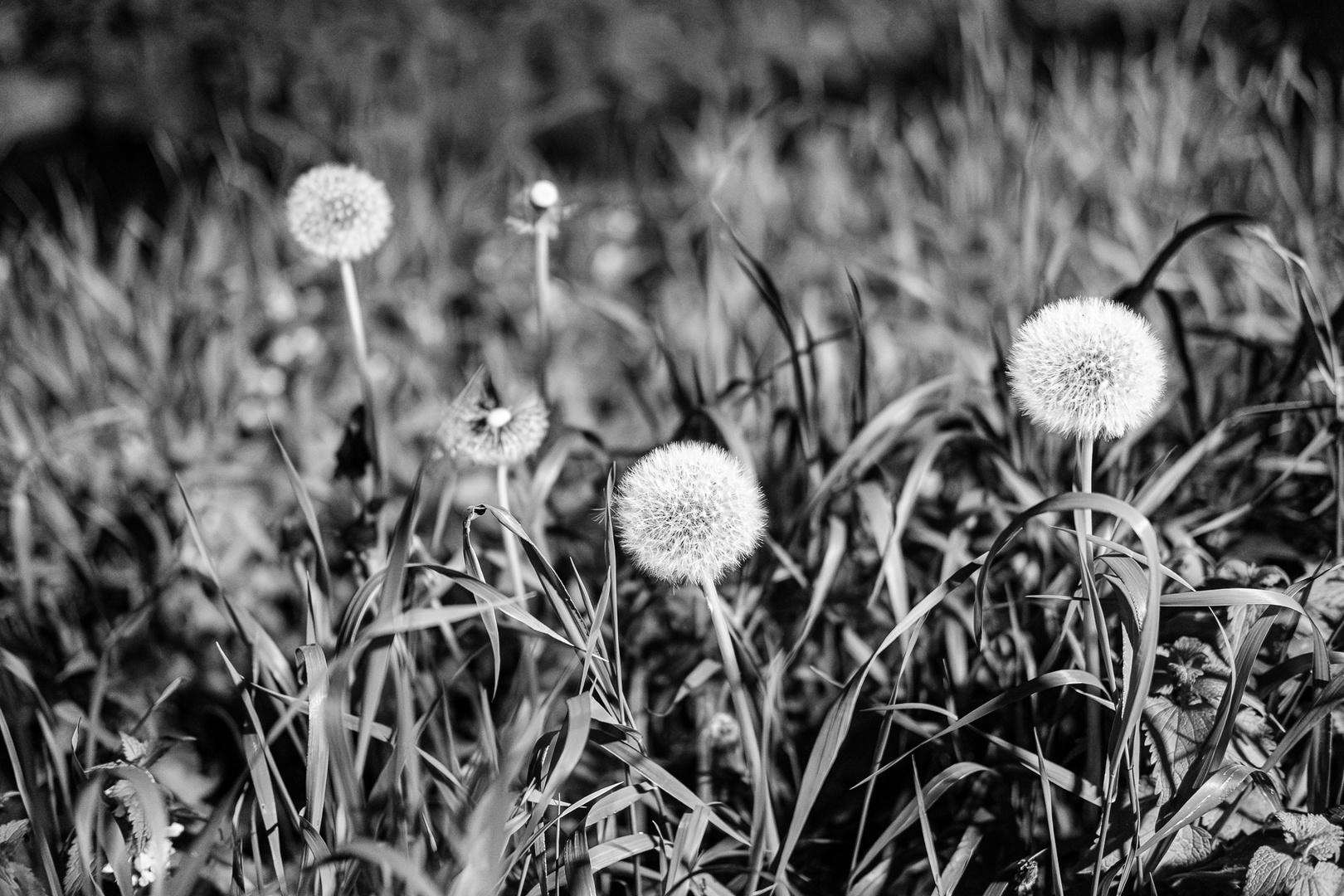 Pusteblume bei Nacht