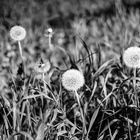 Pusteblume bei Nacht