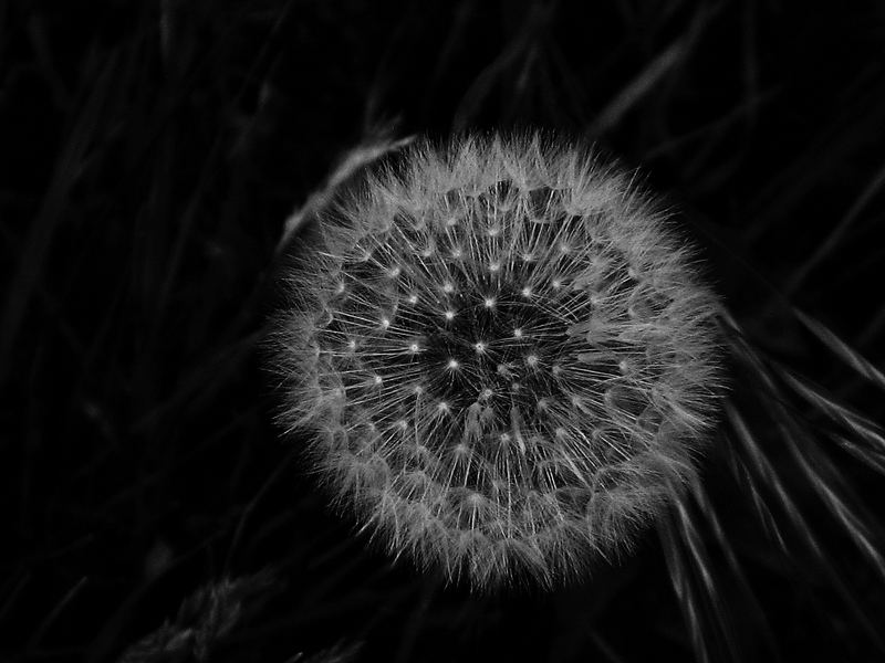 Pusteblume bei Nacht