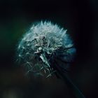 Pusteblume bei Nacht