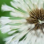 Pusteblume bei Regen