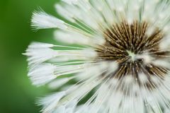 Pusteblume bei Regen