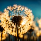 Pusteblume bei Sonnenaufgang.