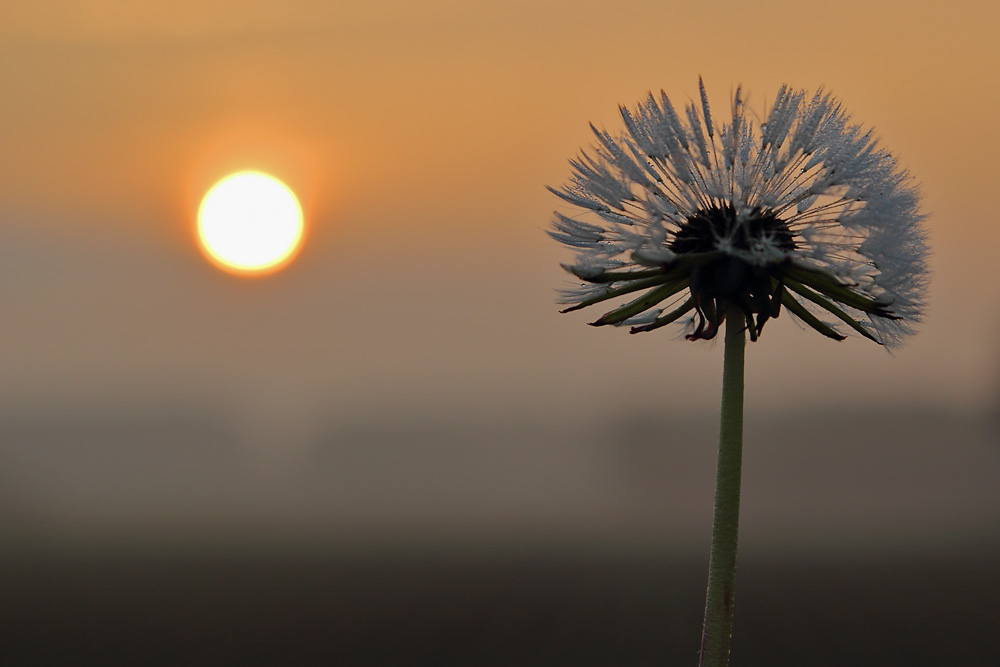 Pusteblume bei Sonnenaufgang